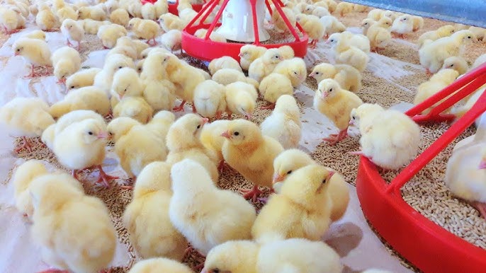 Ready for Farm